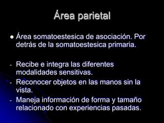 Área parietal
 Área somatoestesica de asociación. Por
detrás de la somatoestesica primaria.
- Recibe e integra las diferentes
modalidades sensitivas.
- Reconocer objetos en las manos sin la
vista.
- Maneja información de forma y tamaño
relacionado con experiencias pasadas.
 