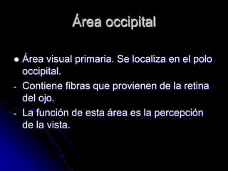 Área occipital
 Área visual primaria. Se localiza en el polo
occipital.
- Contiene fibras que provienen de la retina
del ojo.
- La función de esta área es la percepción
de la vista.
 