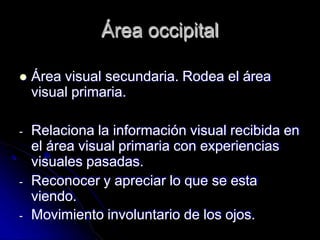 Área occipital
 Área visual secundaria. Rodea el área
visual primaria.
- Relaciona la información visual recibida en
el área visual primaria con experiencias
visuales pasadas.
- Reconocer y apreciar lo que se esta
viendo.
- Movimiento involuntario de los ojos.
 