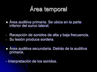Área temporal
 Área auditiva primaria. Se ubica en la parte
inferior del surco lateral.
- Recepción de sonidos de alta y baja frecuencia.
- Su lesión produce sordera.
 Área auditiva secundaria. Detrás de la auditiva
primaria.
- Interpretación de los sonidos.
 