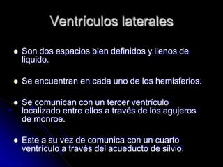 Ventrículos laterales
 Son dos espacios bien definidos y llenos de
liquido.
 Se encuentran en cada uno de los hemisferios.
 Se comunican con un tercer ventrículo
localizado entre ellos a través de los agujeros
de monroe.
 Este a su vez de comunica con un cuarto
ventrículo a través del acueducto de silvio.
 