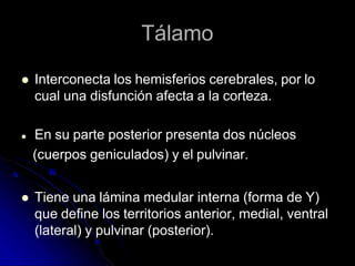 Tálamo
 Interconecta los hemisferios cerebrales, por lo
cual una disfunción afecta a la corteza.
 En su parte posterior presenta dos núcleos
(cuerpos geniculados) y el pulvinar.
 Tiene una lámina medular interna (forma de Y)
que define los territorios anterior, medial, ventral
(lateral) y pulvinar (posterior).
 