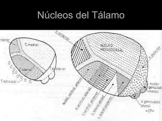 Núcleos del Tálamo
 