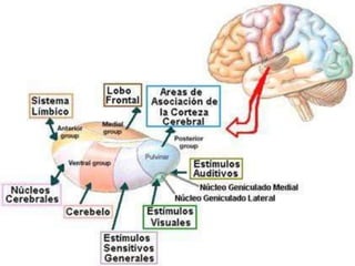 sistemanerviosocentral.pptx