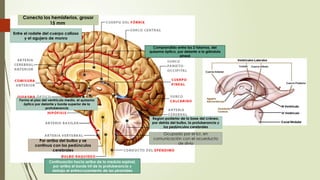 Snp Rv SISTEMA NERVIOSO CENTRAL nueroanatomia perspectiva de SNC Y SNP | PPTX