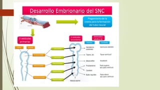 Snp Rv SISTEMA NERVIOSO CENTRAL nueroanatomia perspectiva de SNC Y SNP | PPTX