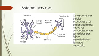 Snp Rv SISTEMA NERVIOSO CENTRAL nueroanatomia perspectiva de SNC Y SNP | PPTX