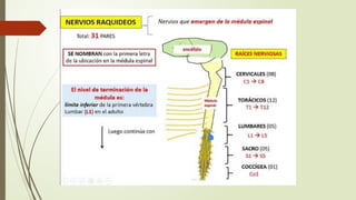 Snp Rv SISTEMA NERVIOSO CENTRAL nueroanatomia perspectiva de SNC Y SNP | PPTX