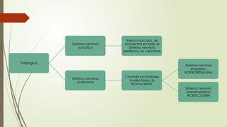 Snp Rv SISTEMA NERVIOSO CENTRAL nueroanatomia perspectiva de SNC Y SNP | PPTX