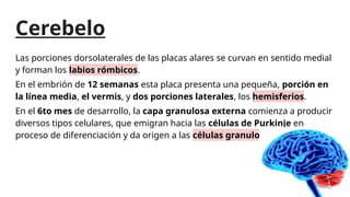 Labios Rombicos Embriología Médica: Desarrollo y Estructura del Sistema Nervioso ...