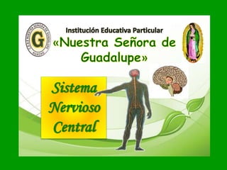 Sistema
Nervioso
Central
 