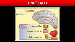 ENCÉFALO
 