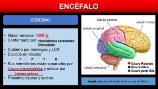 ENCÉFALO
CEREBRO
• Masa nerviosa: 1200 g.
• Conformado por:
• Cubierto por meninges y LCR
• Dividido en lóbulos
• Sus hemisferios están separados por
________________ y unidos por
________________
• Presenta cisuras y surcos.
Cisura interemisférica
Hemisferios cerebrales
Diencéfalo
Cuerpo calloso
F P T O
Ínsula: ubicado al fondo de la cisura de Silvio
Cisura Rolando
Cisura Silvio
Cisura perp. Ext.
 