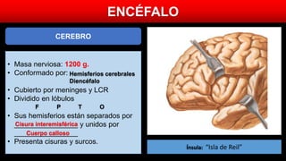 ENCÉFALO
CEREBRO
• Masa nerviosa: 1200 g.
• Conformado por:
• Cubierto por meninges y LCR
• Dividido en lóbulos
• Sus hemisferios están separados por
________________ y unidos por
________________
• Presenta cisuras y surcos.
Cisura interemisférica
Hemisferios cerebrales
Diencéfalo
Cuerpo calloso
F P T O
Ínsula: “Isla de Reil”
Cisura Rolando
Cisura Silvio
Cisura perp. Ext.
 