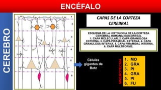 CEREBRO ENCÉFALO
1. MO
2. GRA
3. PI
4. GRA
5. PI
6. FU
Células
gigantes de
Betz
MNEMOTECNIA
CAPAS DE LA CORTEZA
CEREBRAL
 