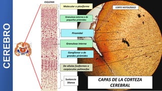 Molecular o plexiforme
Granulosa externa o de
pequeñas pirámides
Piramidal
Granulosa interna
Ganglionar o de
grandes pirámides
De células fusiformes o
corpúsculos polimorfos
Sustancia
blanca
ESQUEMA
CORTE HISTOLÓGICO
CAPAS DE LA CORTEZA
CEREBRAL
CEREBRO
 
