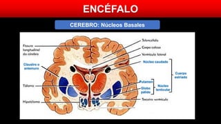 ENCÉFALO
Núcleo caudado
Cuerpo
estriado
Putamen
Núcleo
lenticularGlobo
pálido
Claustro o
antemuro
CEREBRO: Núcleos Basales
 