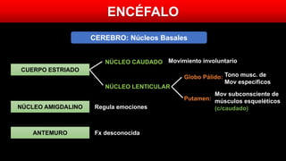 ENCÉFALO
CEREBRO: Núcleos Basales
NÚCLEO AMIGDALINO
ANTEMURO
NÚCLEO CAUDADO
NÚCLEO LENTICULAR
Globo Pálido:
Putamen:
Regula emociones
Fx desconocida
Movimiento involuntario
Tono musc. de
Mov específicos
Mov subconsciente de
músculos esqueléticos
(c/caudado)
CUERPO ESTRIADO
 