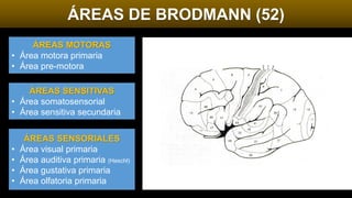ÁREAS DE BRODMANN (52)
ÁREAS MOTORAS
• Área motora primaria
• Área pre-motora
ÁREAS SENSITIVAS
• Área somatosensorial
• Área sensitiva secundaria
ÁREAS SENSORIALES
• Área visual primaria
• Área auditiva primaria (Heschl)
• Área gustativa primaria
• Área olfatoria primaria
 