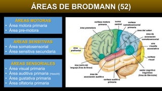 ÁREAS DE BRODMANN (52)
ÁREAS MOTORAS
• Área motora primaria
• Área pre-motora
ÁREAS SENSITIVAS
• Área somatosensorial
• Área sensitiva secundaria
ÁREAS SENSORIALES
• Área visual primaria
• Área auditiva primaria (Heschl)
• Área gustativa primaria
• Área olfatoria primaria
 