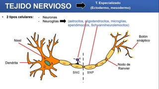 TEJIDO NERVIOSO
T. Especializado
(Ectodermo, mesodermo)
• 2 tipos celulares: - Neuronas
- Neuroglías (astrocitos, oligodendrocitos, microglías,
ependimocitos, Schwann/neurolemocitos)
Nissl
Dendrita
Botón
sináptico
SNC SNP
Nodo de
Ranvier
 