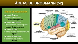 ÁREAS DE BRODMANN (52)
ÁREAS DE ASOCIACIÓN
• Área de Broca
“Palabra articulada”
• Área de Wernicke
“Comprensión del lenguaje”
• Área de Exner
Control motor de la escritura
• Área de Kussmaul
Capacidad de lectura
Afasia de expresión
Afasia de comprensión
Agrafía
Alexia
 
