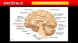 ENCÉFALO CEREBRO: DIENCÉFALO
 