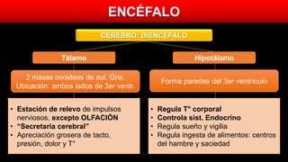 ENCÉFALO
CEREBRO: DIENCÉFALO
• Estación de relevo de impulsos
nerviosos, excepto OLFACIÓN
• “Secretaria cerebral”
• Apreciación grosera de tacto,
presión, dolor y T°
• Regula T° corporal
• Controla sist. Endocrino
• Regula sueño y vigilia
• Regula ingesta de alimentos: centros
del hambre y saciedad
Tálamo Hipotálamo
2 masas ovoideas de sut. Gris.
Ubicación: ambos lados de 3er ventr.
Forma paredes del 3er ventrículo
 