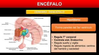 ENCÉFALO
CEREBRO: DIENCÉFALO
• Estación de relevo de impulsos
nerviosos, excepto OLFACIÓN
• “Secretaria cerebral”
• Apreciación grosera de tacto,
presión, dolor y T°
• Regula T° corporal
• Controla sist. Endocrino
• Regula sueño y vigilia
• Regula ingesta de alimentos: centros
del hambre y saciedad
Tálamo Hipotálamo
2 masas ovoideas de sut. Gris.
Ubicación: ambos lados de 3er ventr.
Forma paredes del 3er ventrículo
 