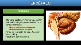 • “Cerebro posterior”, “cerebro pequeño”
• Ubicación: Región posteroinferior de la
cavidad craneana.
• Forma de “corazón de naipe francés”
• Masa: 140 g
• Recubierto por duramadre
CEREBELO
ENCÉFALO
- Detrás de Protuberancia Anular
- Debajo del lóbulo occipital
 
