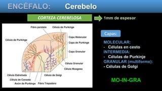 ENCÉFALO: Cerebelo
1mm de espesorCORTEZA CEREBELOSA
Capas:
MOLECULAR:
- Células en cesto
INTERMEDIA:
- Células de Purkinje
GRANULAR (multiforme):
- Células de Golgi
MO-IN-GRA
 