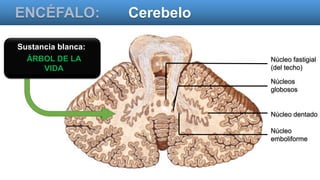 ENCÉFALO: Cerebelo
Sustancia blanca:
ÁRBOL DE LA
VIDA
Núcleo fastigial
(del techo)
Núcleos
globosos
Núcleo dentado
Núcleo
emboliforme
 