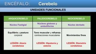 ENCÉFALO: Cerebelo
UNIDADES FUNCIONALES
ARQUICEREBELO PALEOCEREBELO NEOCEREBELO
Núcleo Fastigial
Núcleos globoso y
emboliforme
Núcleo dentado
Equilibrio y postura
corporal
LESIÓN: Ataxia
cerebelosa
Tono muscular y refuerza
contracciones musculares
LESIÓN: Hipotonía y
astenia
Movimientos finos
LESIÓN: Dismetría
cerebelosa
 