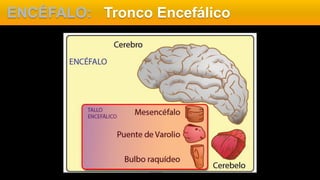 ENCÉFALO: Tronco Encefálico
 
