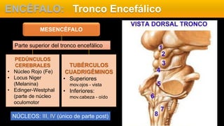 ENCÉFALO: Tronco Encefálico
Parte superior del tronco encefálico
MESENCÉFALO
PEDÚNCULOS
CEREBRALES
• Núcleo Rojo (Fe)
• Locus Niger
(Melanina)
• Edinger-Westphal
(parte de núcleo
oculomotor
TUBÉRCULOS
CUADRIGÉMINOS
• Superiores
mov.ojos - vista
• Inferiores:
mov.cabeza - oído
NÚCLEOS: III, IV (único de parte post)
 