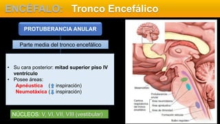 ENCÉFALO: Tronco Encefálico
Parte media del tronco encefálico
PROTUBERANCIA ANULAR
• Su cara posterior: mitad superior piso IV
ventrículo
• Posee áreas:
Apnéustica ( inspiración)
Neumotáxica ( inspiración)
NÚCLEOS: V, VI, VII, VIII (vestibular)
 