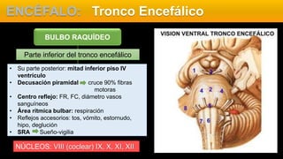 ENCÉFALO: Tronco Encefálico
Parte inferior del tronco encefálico
BULBO RAQUÍDEO
• Su parte posterior: mitad inferior piso IV
ventrículo
• Decusación piramidal cruce 90% fibras
motoras
• Centro reflejo: FR, FC, diámetro vasos
sanguíneos
• Área rítmica bulbar: respiración
• Reflejos accesorios: tos, vómito, estornudo,
hipo, deglución
• SRA Sueño-vigilia
NÚCLEOS: VIII (coclear) IX, X, XI, XII
 