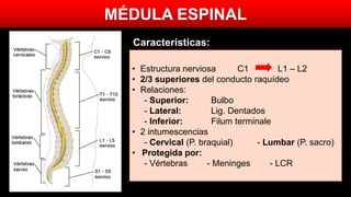 MÉDULA ESPINAL
• Estructura nerviosa C1 L1 – L2
• 2/3 superiores del conducto raquídeo
• Relaciones:
- Superior: Bulbo
- Lateral: Lig. Dentados
- Inferior: Filum terminale
• 2 intumescencias
- Cervical (P. braquial) - Lumbar (P. sacro)
• Protegida por:
- Vértebras - Meninges - LCR
Características:
 