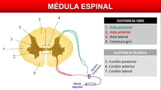 MÉDULA ESPINAL
1
2
3
4
5
6
7
SUSTANCIA GRIS
1. Asta posterior
2. Asta anterior
3. Asta lateral
4. Comisura gris
SUSTANCIA BLANCA
5. Cordón posterior
6. Cordón anterior
7. Cordón lateral
Nervio
raquídeo
 
