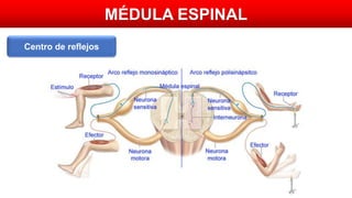 MÉDULA ESPINAL
Centro de reflejos
 