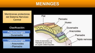 MENINGES
Membranas protectoras
del Sistema Nervioso
Central
Clasificación:
Paquimeninges
Leptomeninges
- Duramadre
- Aracnoides
- Piamadre
 