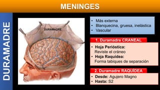 • Hoja Perióstica:
Reviste el cráneo
• Hoja Raquídea:
Forma tabiques de separación
DURAMADRE MENINGES
• Más externa
• Blanquecina, gruesa, inelástica
• Vascular
1. Duramadre CRANEAL
2. Duramadre RAQUÍDEA
• Desde: Agujero Magno
• Hasta: S2
 