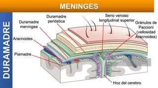 DURAMADRE MENINGES
Piamadre
Aracnoides
Duramadre
meníngea
Duramadre
perióstica
Hoz del cerebro
Seno venoso
longitudinal superior
Gránulos de
Paccioni
(vellosidad
Aracnoidea)
 