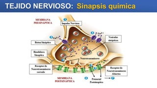 TEJIDO NERVIOSO: Sinapsis química
 