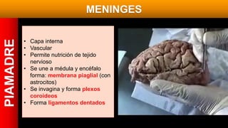PIAMADRE MENINGES
• Capa interna
• Vascular
• Permite nutrición de tejido
nervioso
• Se une a médula y encéfalo
forma: membrana piaglial (con
astrocitos)
• Se invagina y forma plexos
coroideos
• Forma ligamentos dentados
 
