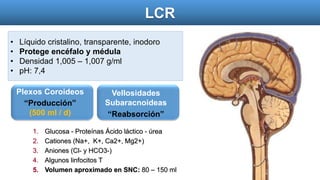 LCR
1. Glucosa - Proteínas Ácido láctico - úrea
2. Cationes (Na+, K+, Ca2+, Mg2+)
3. Aniones (Cl- y HCO3-)
4. Algunos linfocitos T
5. Volumen aproximado en SNC: 80 – 150 ml
Plexos Coroideos
“Producción”
(500 ml / d)
Vellosidades
Subaracnoideas
“Reabsorción”
• Líquido cristalino, transparente, inodoro
• Protege encéfalo y médula
• Densidad 1,005 – 1,007 g/ml
• pH: 7,4
 