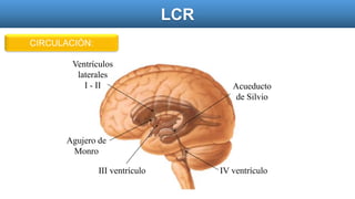 CIRCULACIÓN:
LCR
Ventrículos
laterales
I - II
Agujero de
Monro
III ventrículo
Acueducto
de Silvio
IV ventrículo
 