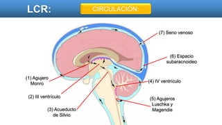 LCR: CIRCULACIÓN:
(1) Agujero
Monro
(3) Acueducto
de Silvio
(2) III ventrículo
(4) IV ventrículo
(5) Agujeros
Luschka y
Magendie
(6) Espacio
subaracnoideo
(7) Seno venoso
 