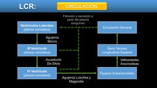 LCR: CIRCULACIÓN:
Circulación General
Seno Venoso
Longitudinal Superior
Espacio Subaracnoideo
Ventrículos Laterales
(plexos coroideos)
III Ventrículo
(plexos coroideos)
IV Ventrículo
(plexos coroideos)
Agujeros
Monro
Acueducto
De Silvio
Agujeros Luschka y
Magendie
Vellosidades
Aracnoideas
Filtración y excreción a
partir del plasma
sanguíneo
 
