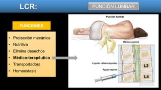 LCR: PUNCIÓN LUMBAR
FUNCIONES
• Protección mecánica
• Nutritiva
• Elimina desechos
• Médico-terapéutico
• Transportadora
• Homeostasis
L3
L4
 